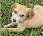 Small #3 Mutt