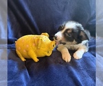 Small #7 Border Collie