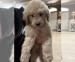 Small Photo #4 Labradoodle Puppy For Sale in WOLFFORTH, TX, USA