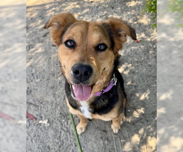 Medium Photo #5 Mutt Puppy For Sale in Ventura, CA, USA