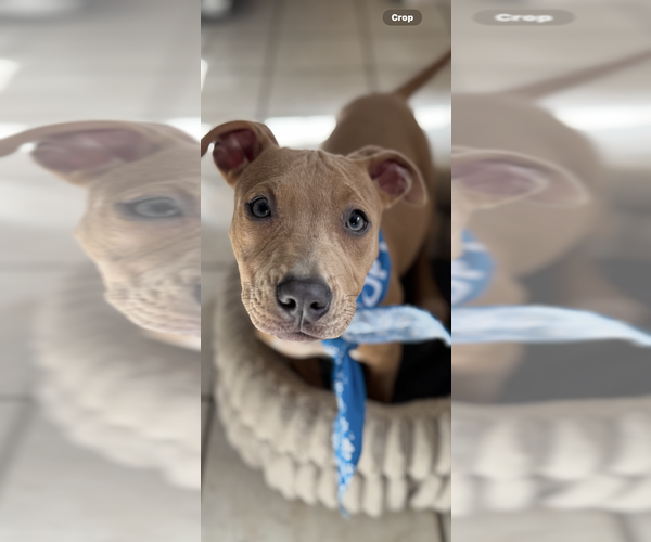 Medium Photo #1 Staffordshire Bull Terrier Puppy For Sale in Conway, AR, USA