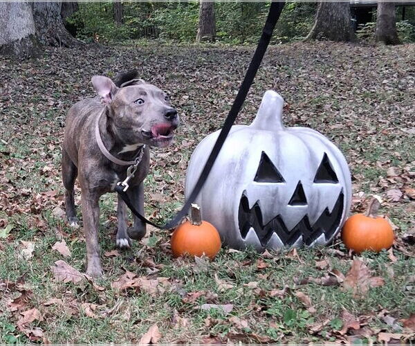 Medium Photo #3 American Pit Bull Terrier-Unknown Mix Puppy For Sale in Germantown, OH, USA