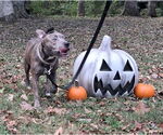 Small #2 American Pit Bull Terrier Mix