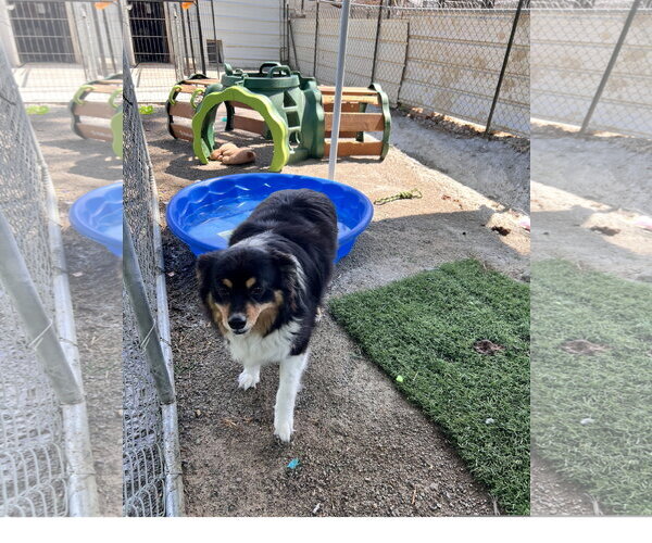 Medium Photo #4 Australian Shepherd-Unknown Mix Puppy For Sale in Tracy City, TN, USA