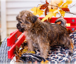 Small Photo #37 Shorkie Tzu Puppy For Sale in WAKARUSA, IN, USA