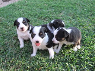 Miniature Australian Shepherd Puppy for sale in CROWLEY, TX, USA