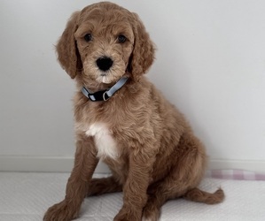 Medium Goldendoodle