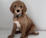 Puppy Puppy 2 Goldendoodle