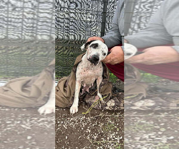 Medium Photo #4 Mutt Puppy For Sale in Abbeville, LA, USA