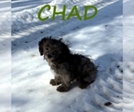 Small #2 Shih-Poo