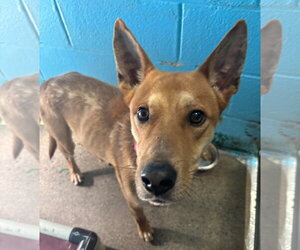 Mutt Dogs for adoption in Rustburg, VA, USA