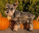 Small Photo #27 Schnauzer (Miniature) Puppy For Sale in GOSHEN, IN, USA