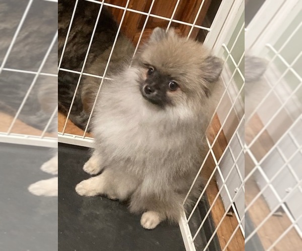 Medium Photo #2 Pomeranian Puppy For Sale in DENVER, CO, USA