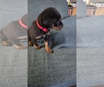 Small #13 Rottweiler