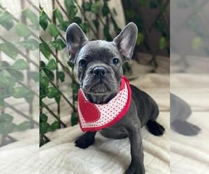 French Bulldog Puppy for sale in SACRAMENTO, CA, USA