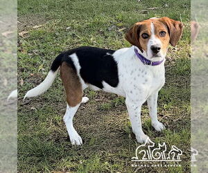 Mutt Dogs for adoption in Irvine, CA, USA