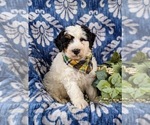 Small Photo #1 Bernedoodle (Miniature) Puppy For Sale in GLEN ROCK, PA, USA