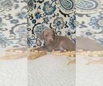 Small Photo #12 Weimaraner Puppy For Sale in LEWISBURG, KY, USA