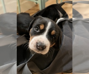 Greater Swiss Mountain Dog Puppy for sale in GARDNERVILLE, NV, USA