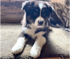 Australian Shepherd Puppy for sale in DRUMMONDS, TN, USA