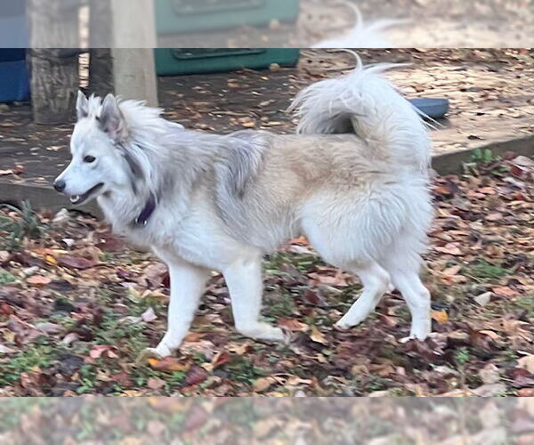 Medium Photo #3 Australian Shepherd-pomeranian spitz Mix Puppy For Sale in Newfoundland, PA, USA