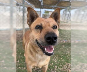 Roxie - Female Mutt Dog for Adoption - Photo #3