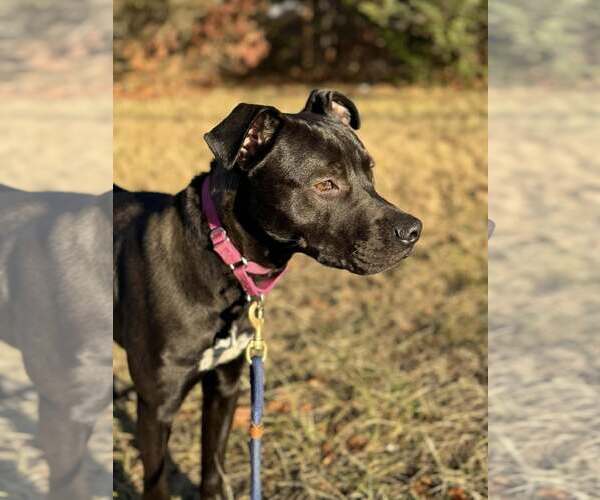 Medium Photo #12 Staffordshire Bull Terrier-Unknown Mix Puppy For Sale in Woodbury, NY, USA