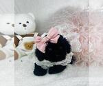 Small #23 Poodle (Toy)