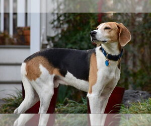 Mutt Dogs for adoption in Fairfax, VA, USA