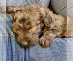 Small Photo #2 Goldendoodle Puppy For Sale in LAWRENCEVILLE, GA, USA