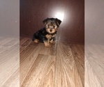 Puppy Mickey Yorkshire Terrier