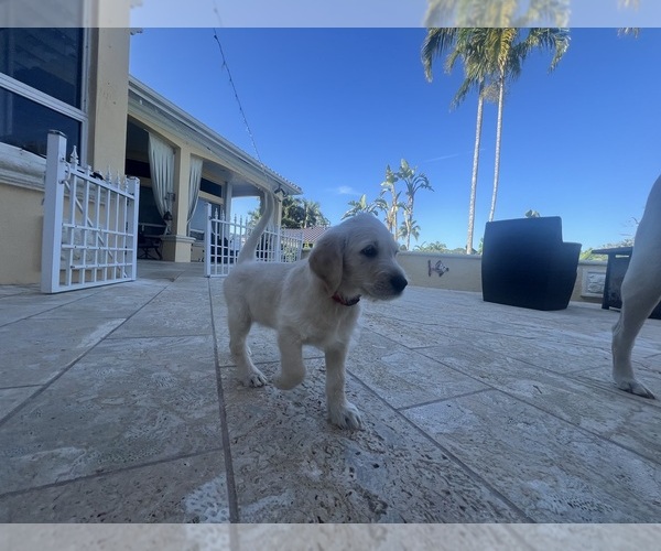 Medium Photo #63 Labradoodle Puppy For Sale in FORT LAUDERDALE, FL, USA