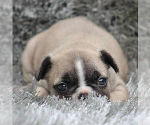 Medium Photo #3 French Bulldog Puppy For Sale in LINDEN, TN, USA