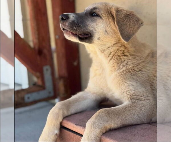 Medium Photo #3 Anatolian Shepherd-Great Pyrenees Mix Puppy For Sale in Hayward, CA, USA