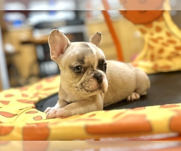 Medium Photo #12 French Bulldog Puppy For Sale in PHOENIX, AZ, USA