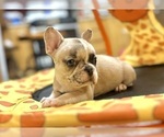 Small #11 French Bulldog
