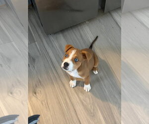 Borador Dogs for adoption in Sandy, UT, USA