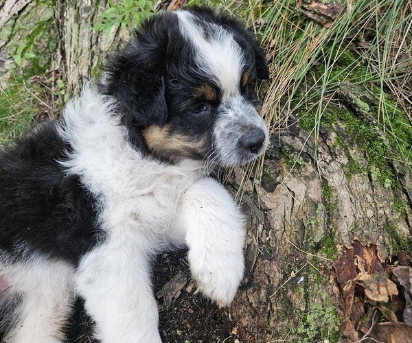 Medium Photo #24 Australian Shepherd Puppy For Sale in MABEL, MN, USA