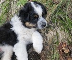 Small Photo #24 Australian Shepherd Puppy For Sale in MABEL, MN, USA