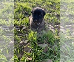Small Photo #12 Belgian Malinois Puppy For Sale in JACKSONVILLE, TX, USA