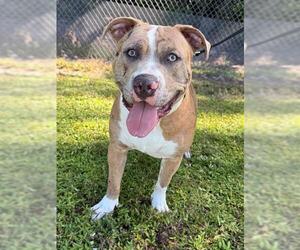 American Pit Bull Terrier Dogs for adoption in Naples, FL, USA