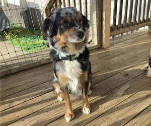 Mother of the Australian Shepherd puppies born on 03/09/2026