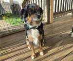 Small Photo #1 Australian Shepherd Puppy For Sale in MUSKOGEE, OK, USA