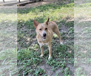 Carolina Dog Dogs for adoption in Harlingen, TX, USA