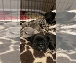 Small Photo #164 French Bulldog Puppy For Sale in CERES, CA, USA