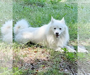 Medium American Eskimo Dog