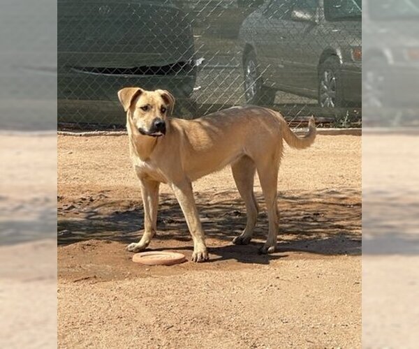 Medium Photo #5 Mutt Puppy For Sale in Apple Valley, CA, USA