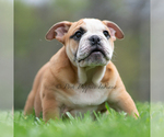 Small #9 Bulldog