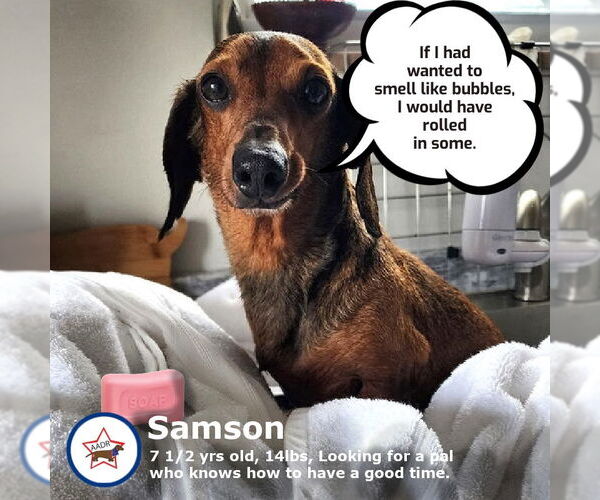 Medium Photo #2 Dachshund Puppy For Sale in Shelbyville, TN, USA