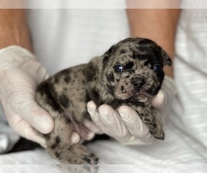 French Bulldog Puppy for sale in BOSTON, MA, USA